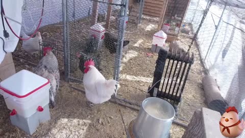 Chicken Live Stream