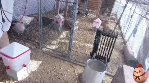 Chicken Live Stream