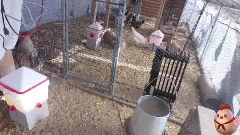 Chicken Live Stream