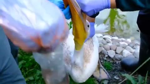 The Deadly Impact of Plastic on Birds