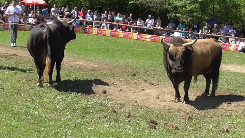 Krivorog od Karalića vs Medonja od Begića korida Bištrani 2024