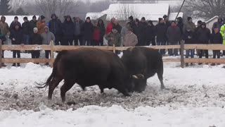 Crni Marko od Ramljaka vs Peronja od Begovića Vitez 2024