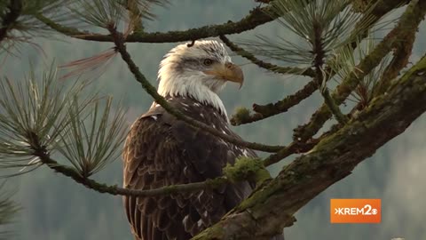 Eagles over Coeur d'Alene