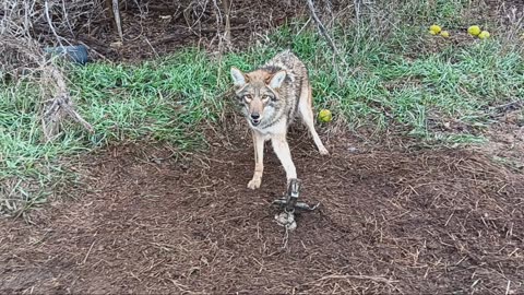 Coyote in a Duke 650 T bone set