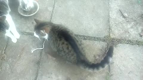 3 cats asking for more food in the yard