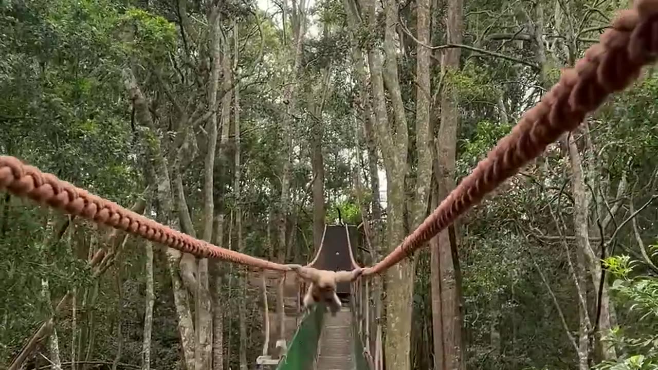 Gibbon swings over family while crossing a bridge