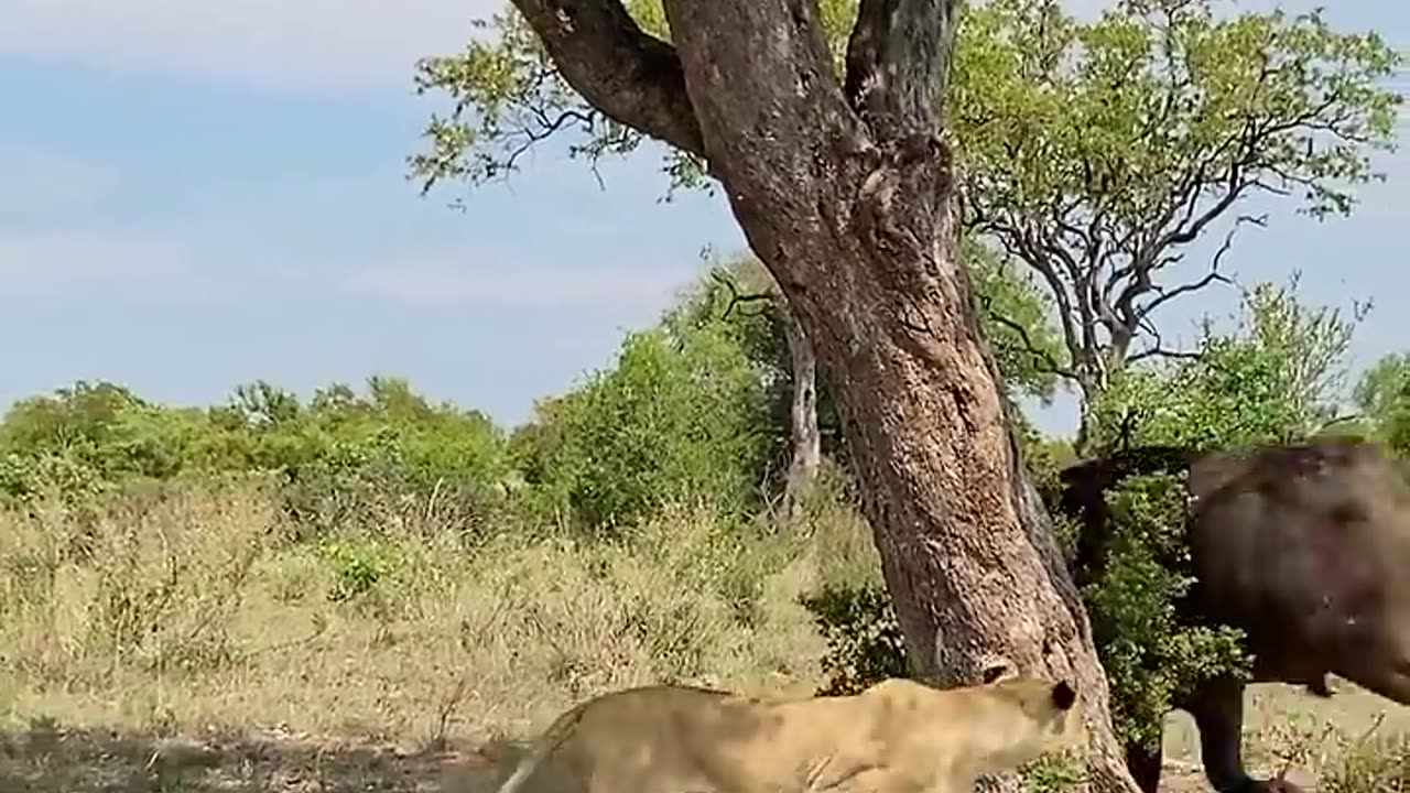 Smart lion outwits buffalo 🦁🐃😆