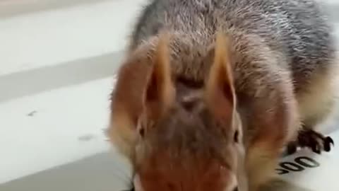 Kind girl saved a squirrel and adopted it