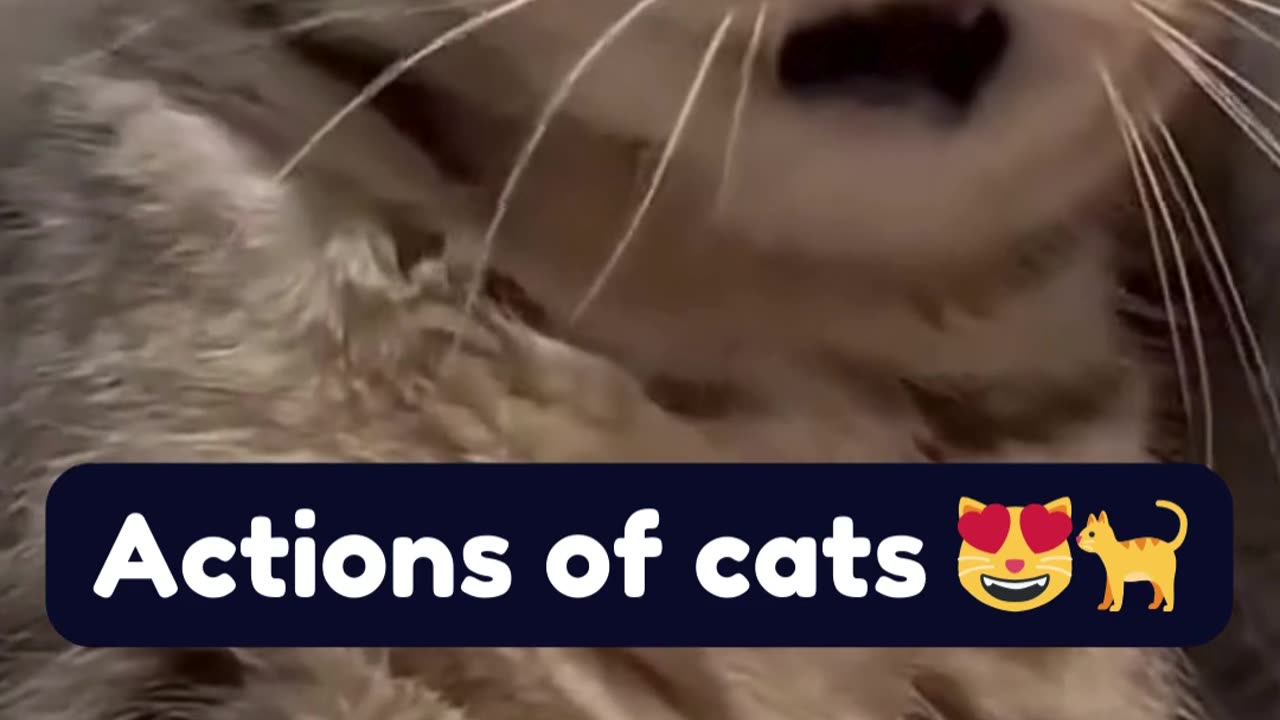 Actions of cats 😻🐈-