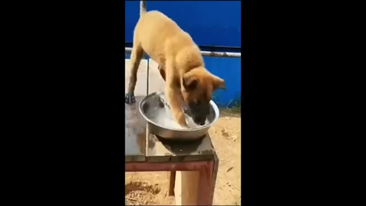 Funny Animals Compilations