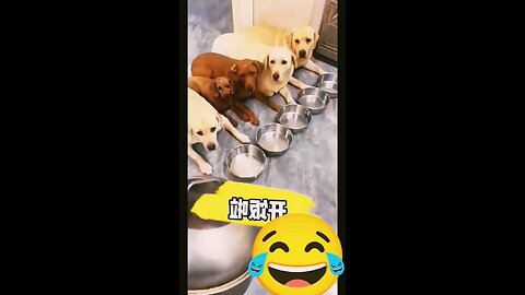 funny video dog