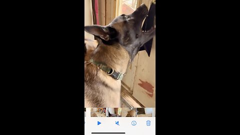 Owner ask service dog to open door fir the first time!!!🦮❤️