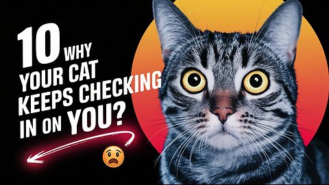 10 Why Your Cat Stretches When Seeing You | Pets Guidelines