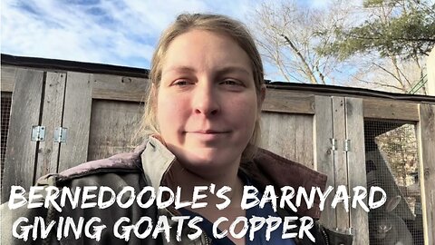 Giving Goats Copper Bolus VLOG#051