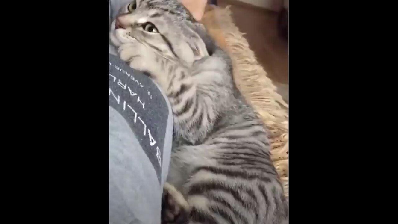 Heartwarming Moments of Cats Showing Love to Their Owners😺/=^.^=