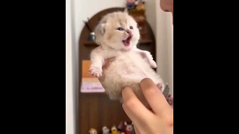 Why baby cat Has Just Gone Viral