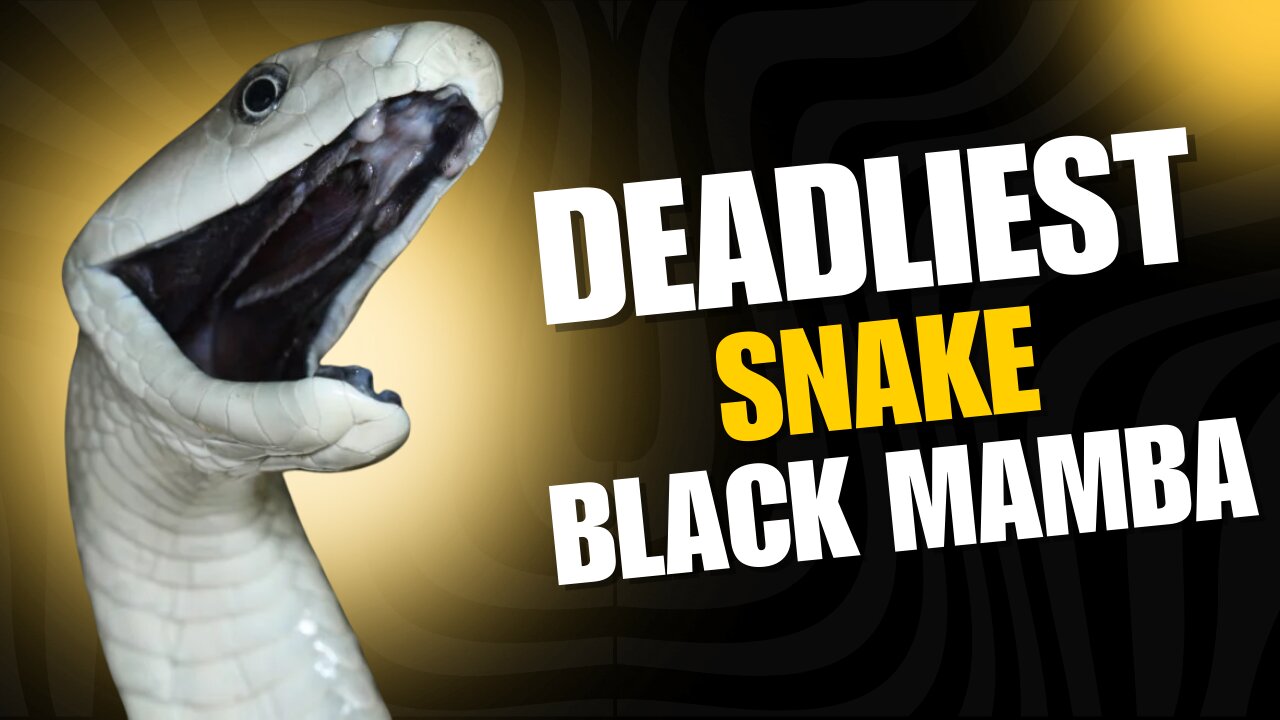 Why The Black Mamba Is The Most Feared Snake