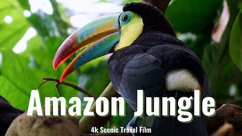 Living Amazonian Lowlands in 4K Scenic Journey Through the Brazil