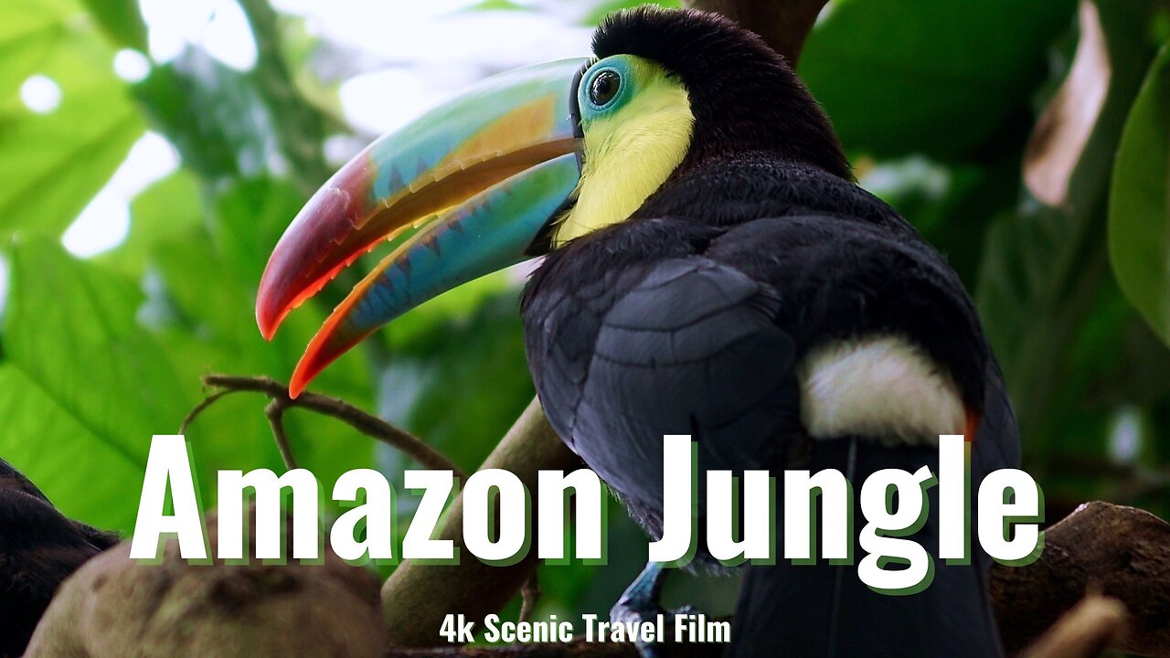 Living Amazonian Lowlands in 4K Scenic Journey Through the Brazil