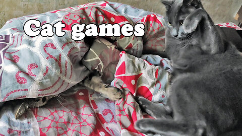 Morning games of cats