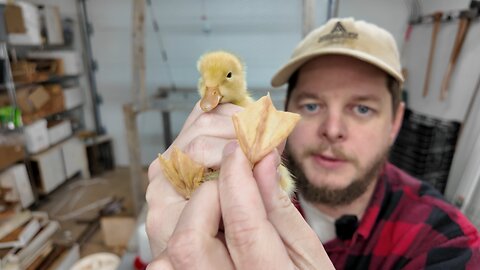 Raising Ducklings