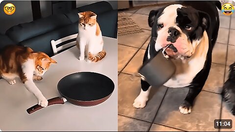 99 Funny Moments Cats And Dogs: That Will Make You Cry Laughing!