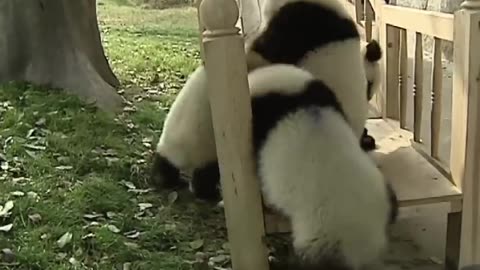 Cute panda's playing to the slide