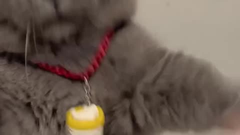 Funny cat video