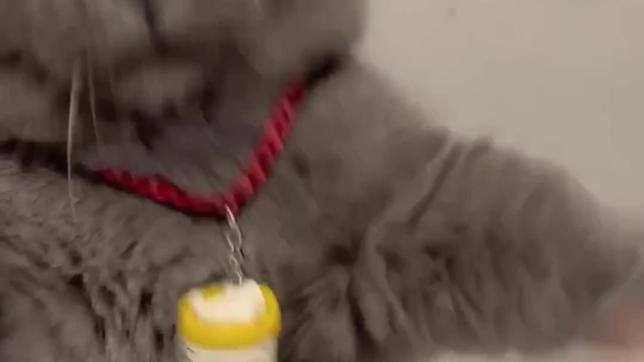 Funny cat video