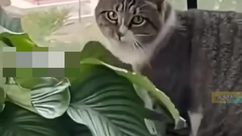 Clips I Found On Internet Part209
