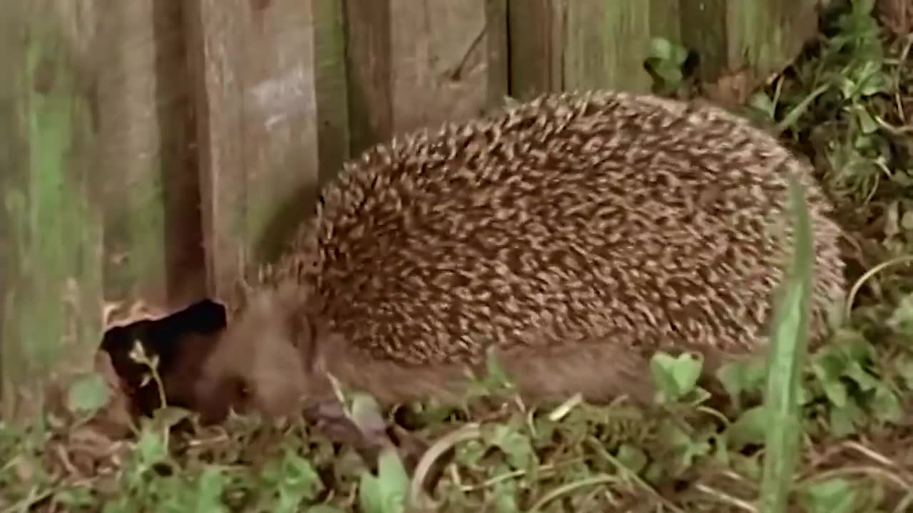 Even the vipers are afraid of him! An ordinary hedgehog is a clever, prickly robber!