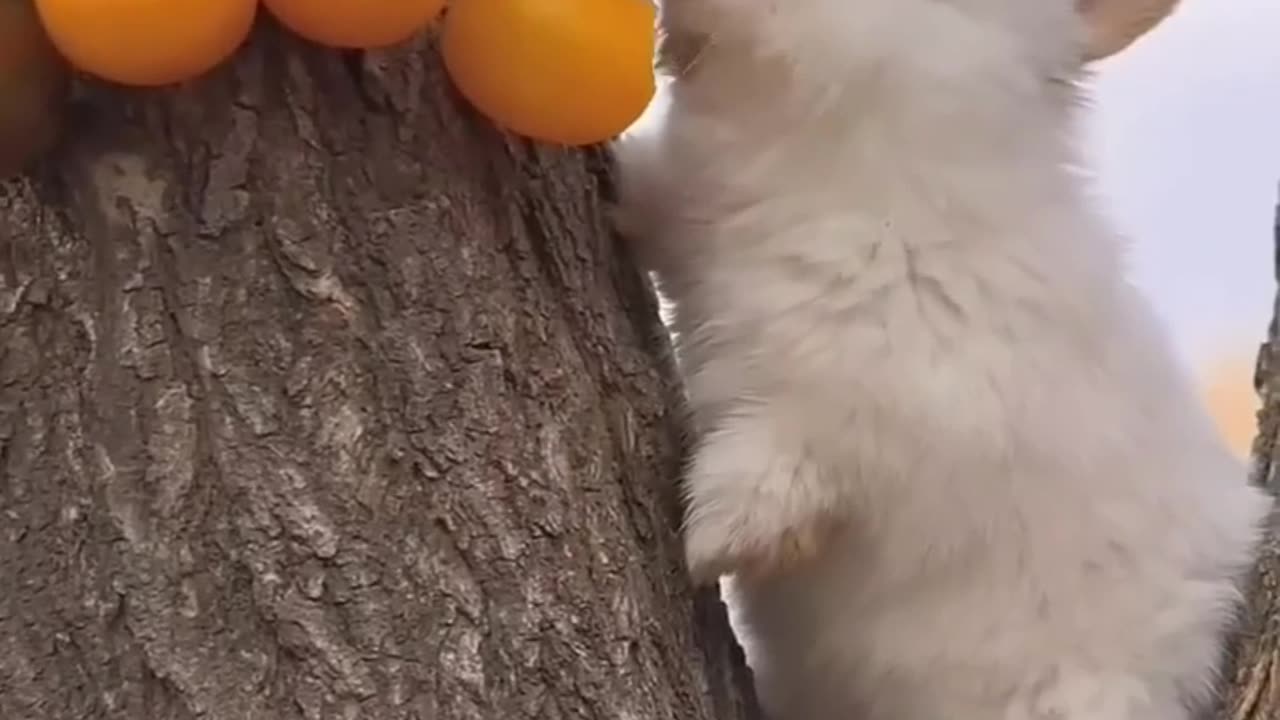 Cute bunny eating ... 🐇🐇