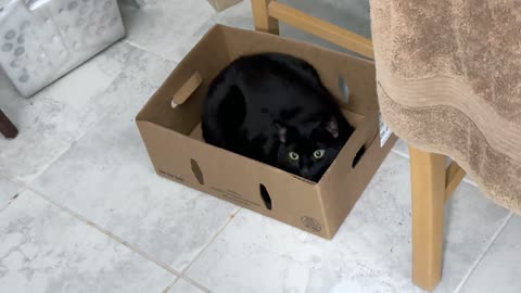 Cute Precious Piper Finds a New Fort - Adopting a Cat from a Shelter Vlog