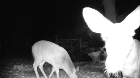 Moved the trail cam to the Ground