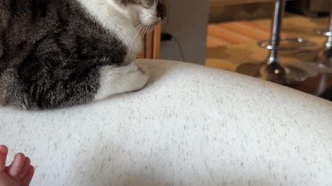 Cat Doesn't Like Others Touching The Baby