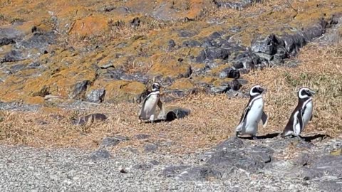 Magellanic Penguins