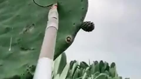 This Cactus Grows "Popsicle" Fruit?! The Truth Will Shock You!