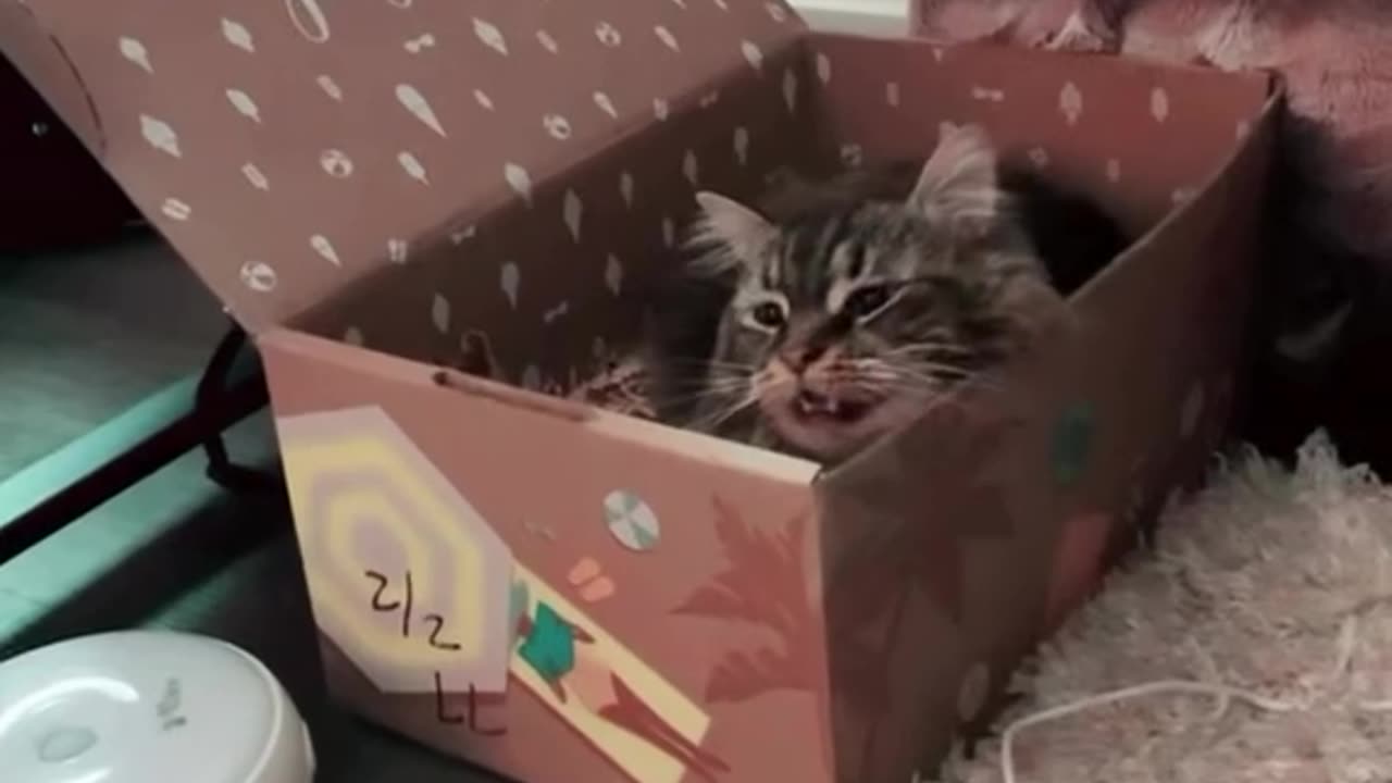 Cute cat🥰😂❤️