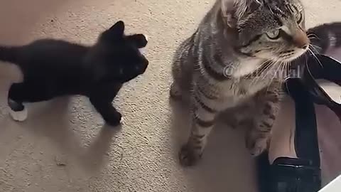 Funny Cat movement 🤣🤣🤣