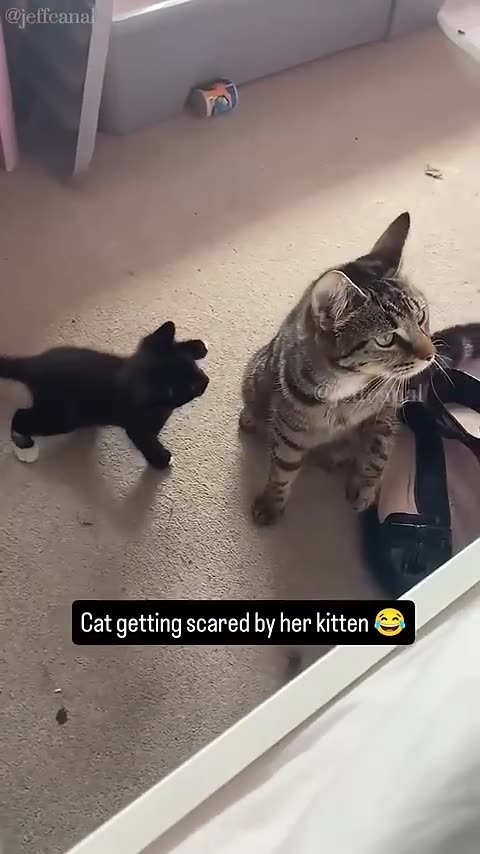 Funny Cat movement 🤣🤣🤣