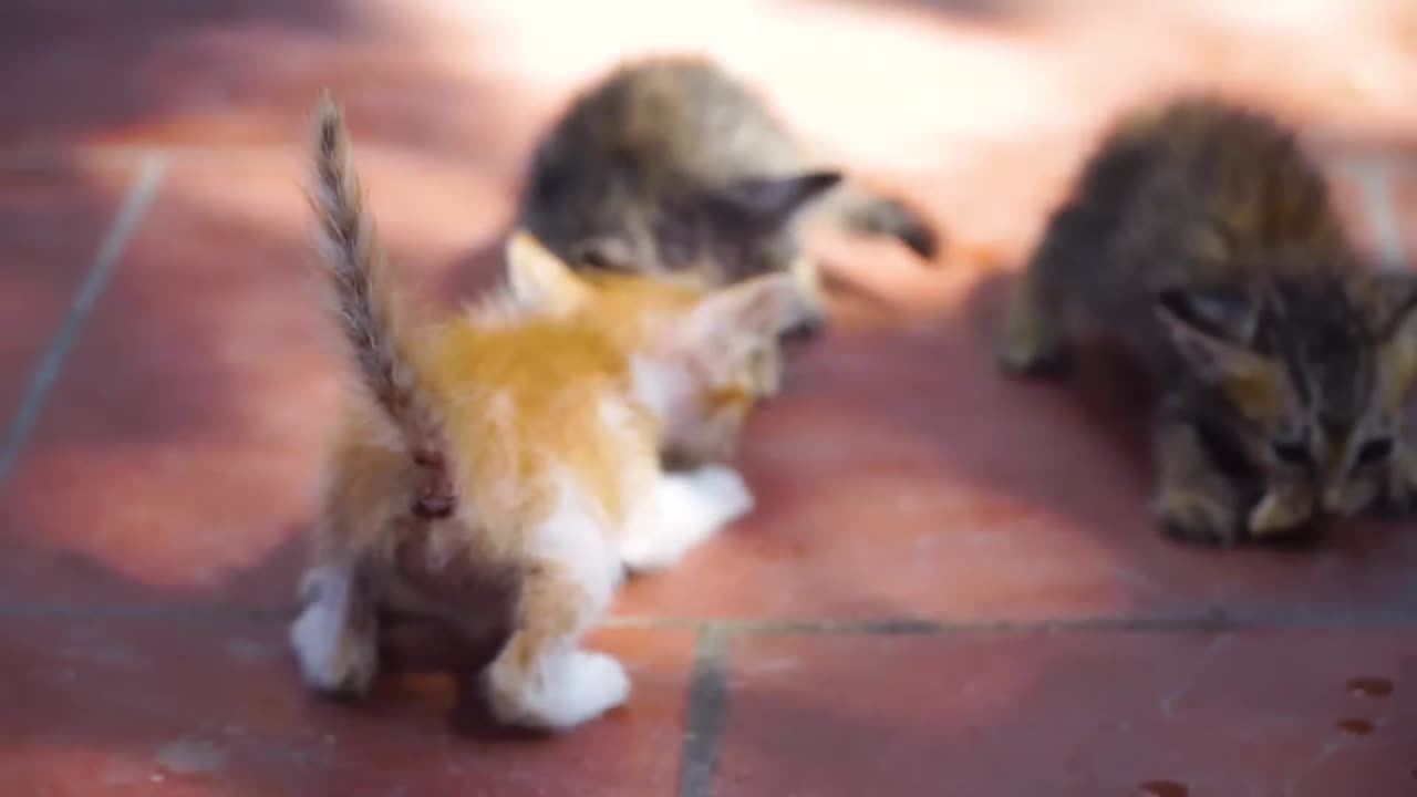 Kitten cute meowing - Kitten calling for mom - Cat play with dogs, fishes, chickens - Shy Animals