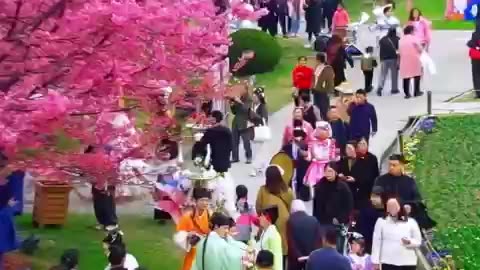 Springtime Cherry Blossoms ♥️♥️♥️