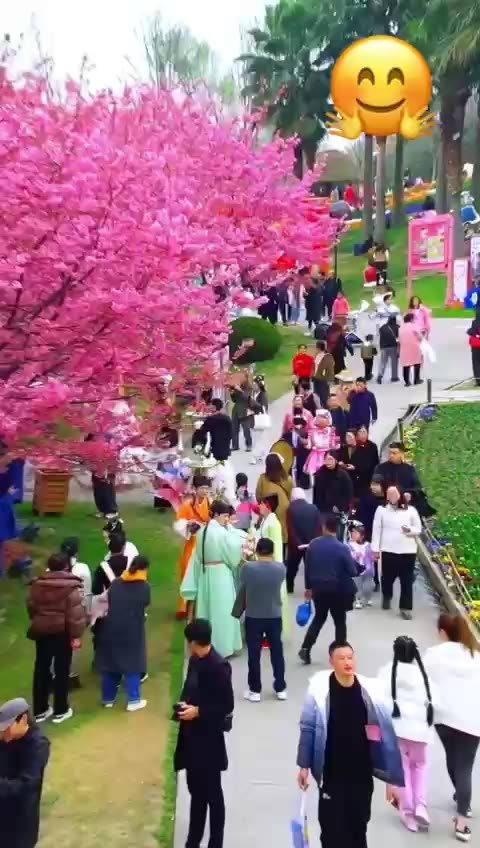 Springtime Cherry Blossoms ♥️♥️♥️