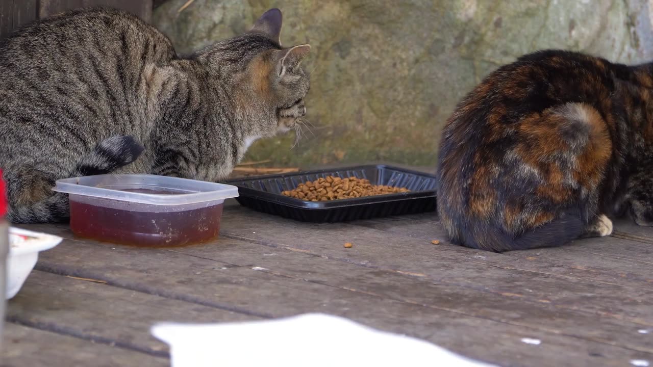 Decoding Cat Behavior What Your Cat is Telling You