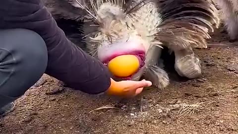 Wow interesting video ostrich laying 🥚 Egg|Ostrich video|Entertainment|Funn