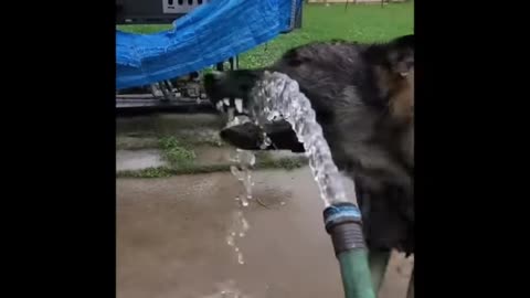 Dog drinking the water fanny video