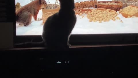 Cat tv is a hit