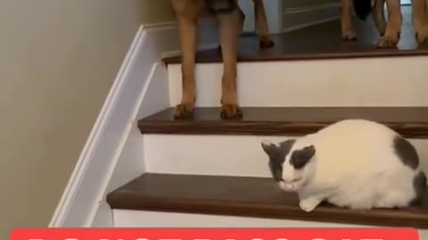 Cute cat 🐈 and cute dog 🐕 fighting clips