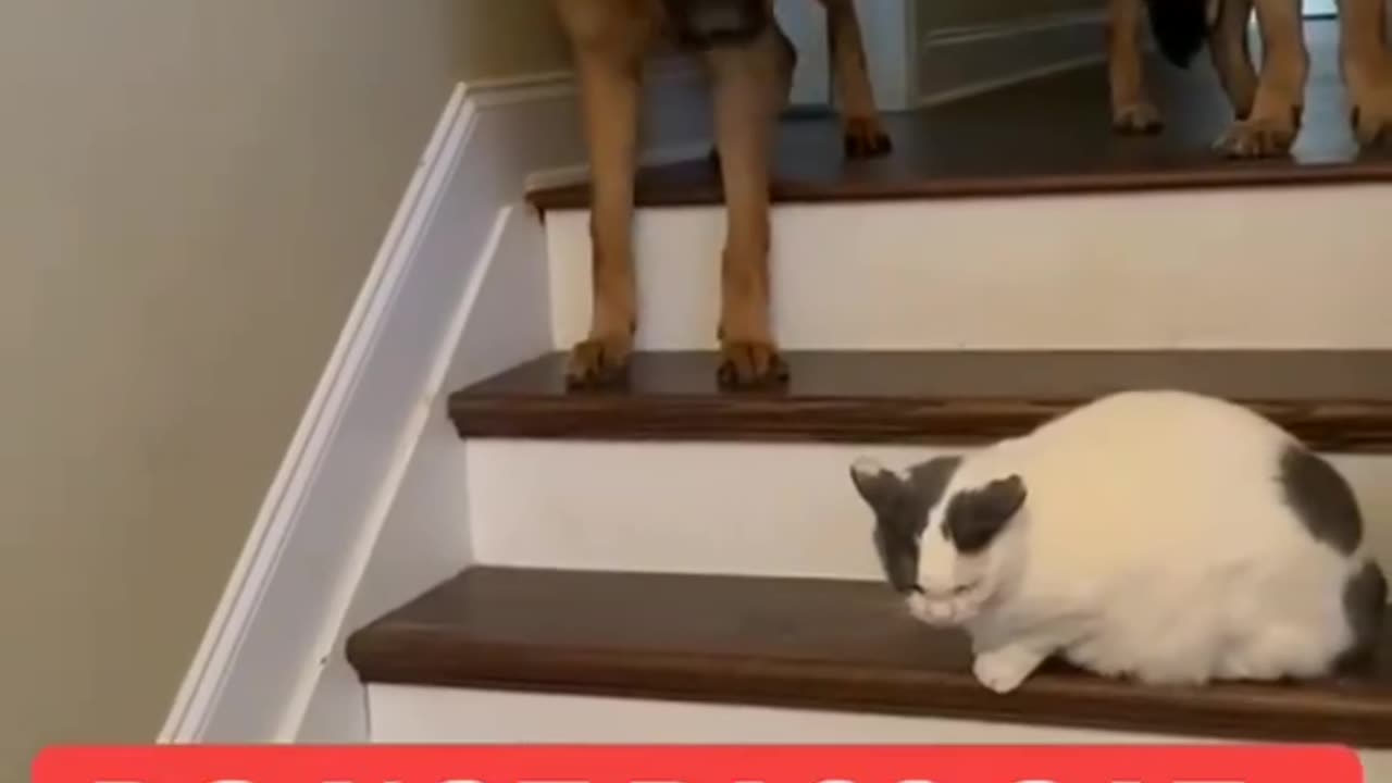 Cute cat 🐈 and cute dog 🐕 fighting clips