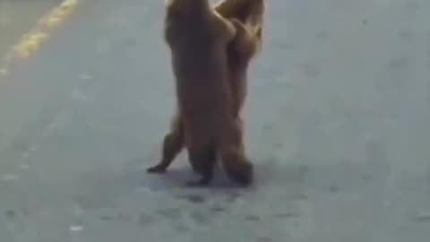 Marmots dancing in the street.. 😂